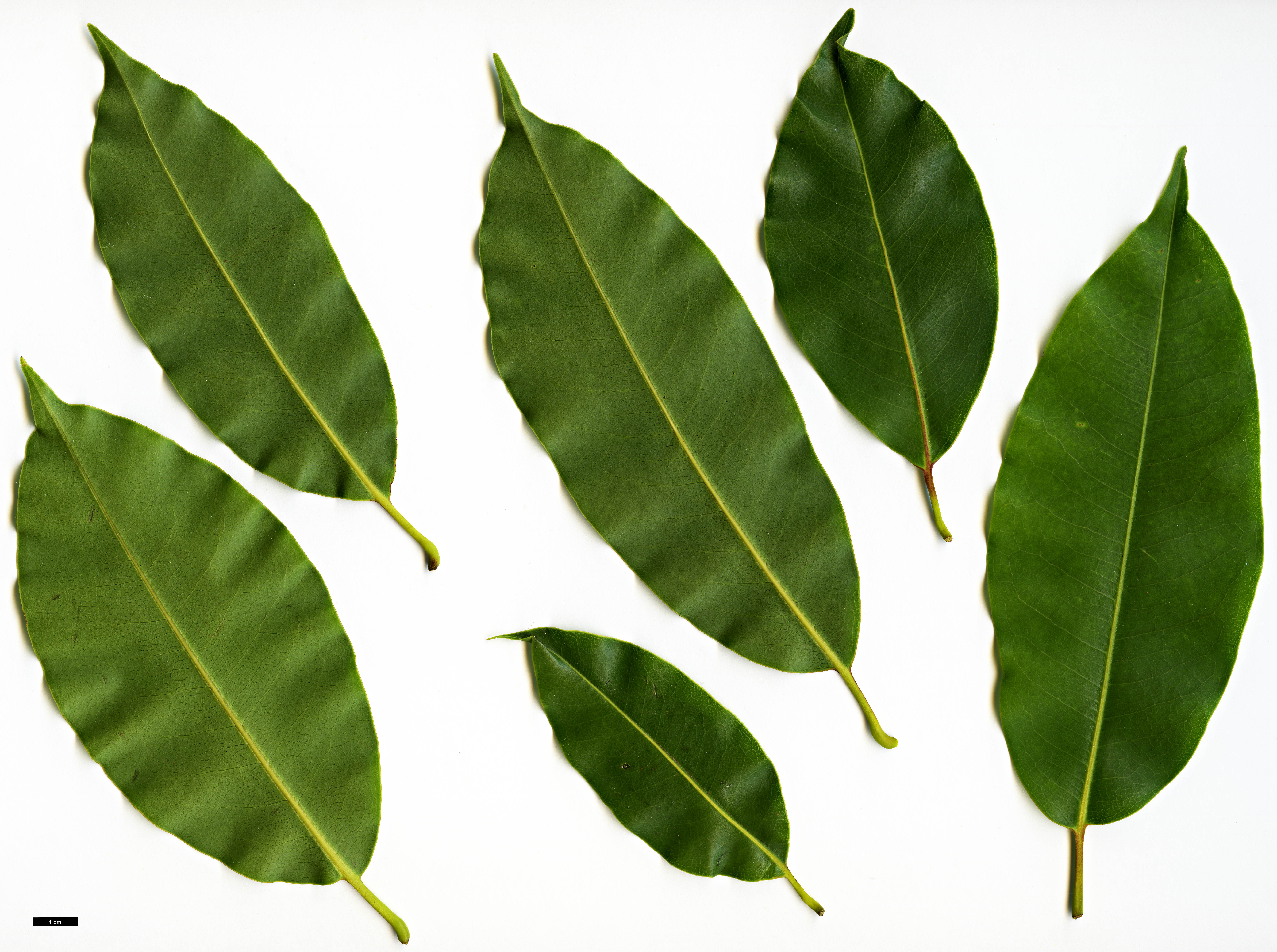 High resolution image: Family: Magnoliaceae - Genus: Magnolia - Taxon: cathcartii High resolution image: Family: Magnoliaceae - Genus: Magnolia - Taxon: cathcartii